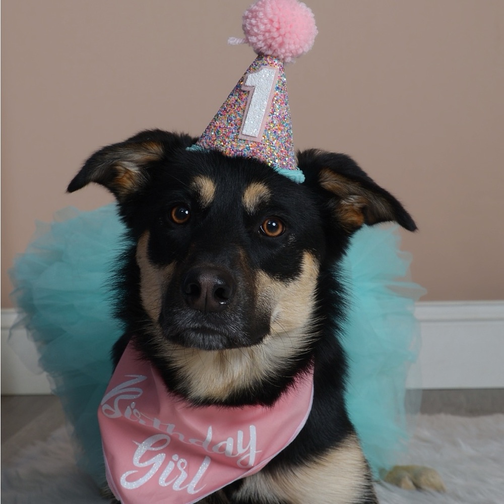 Dog/Toddler Tutu